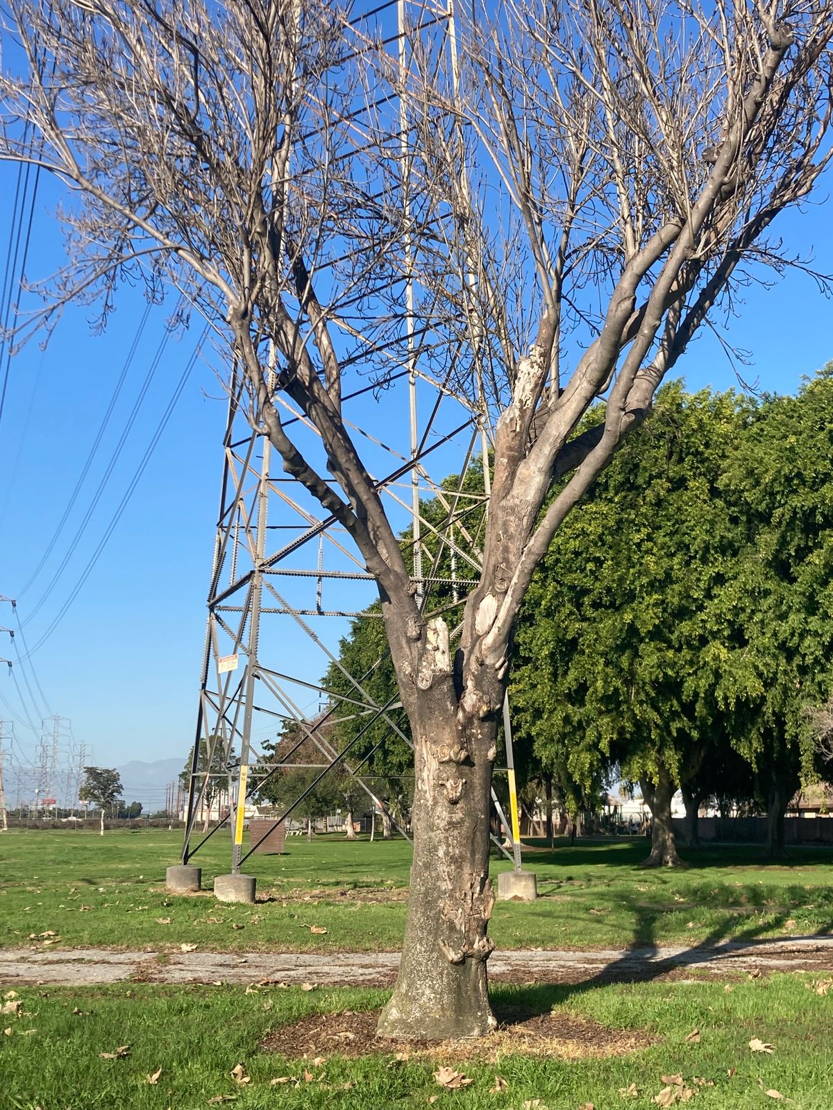Hole 9 tree
