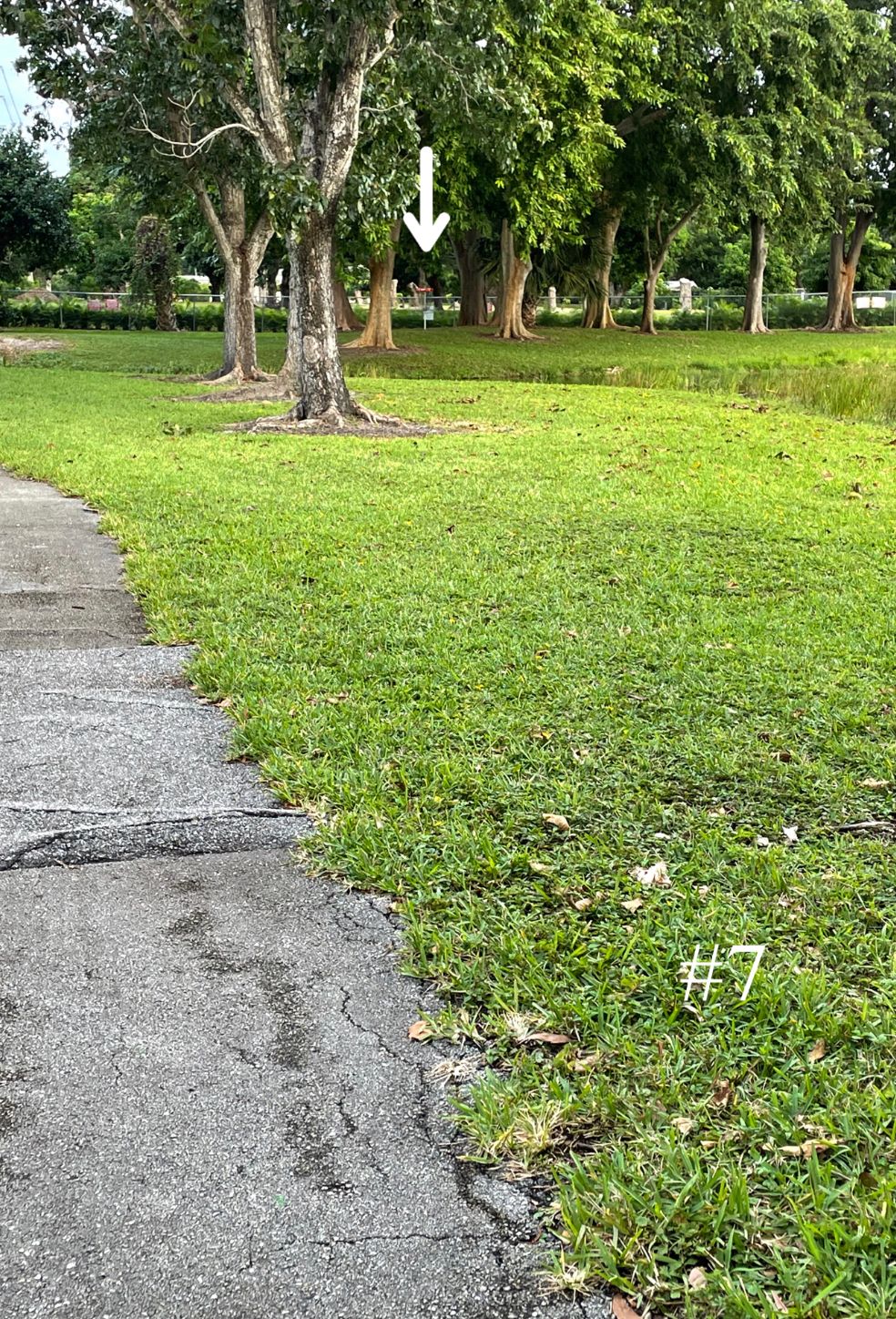 Hole 7, Short Tee
