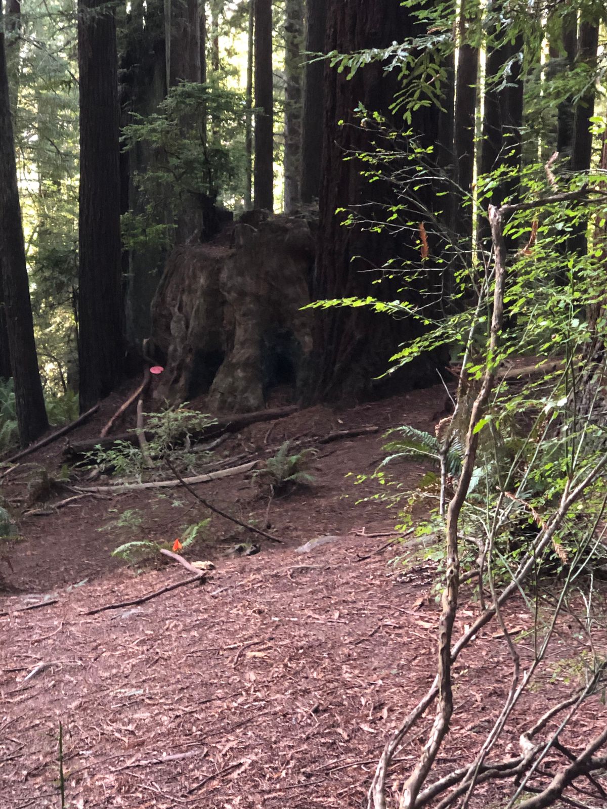 Can you find the disc?
