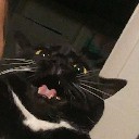 lez1cat2