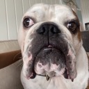 User avatar image