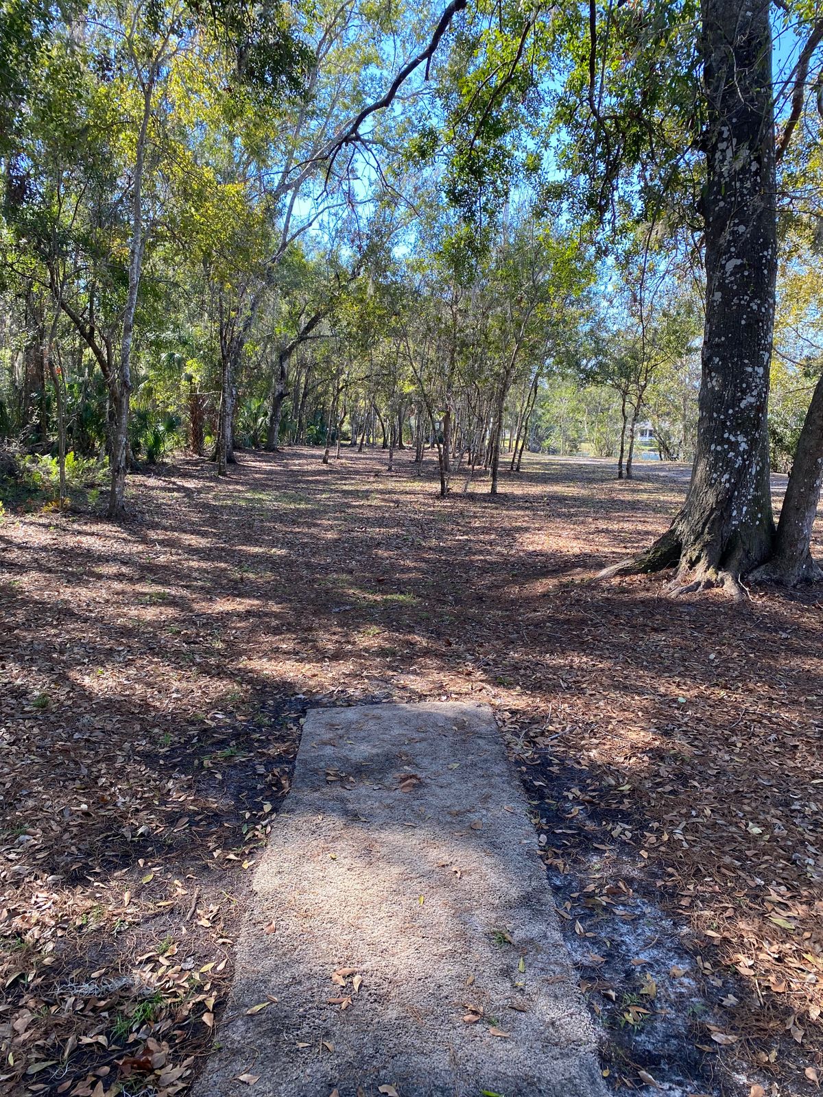 Hole 8 gold tee.