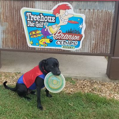 Diskey The Wonder Dog