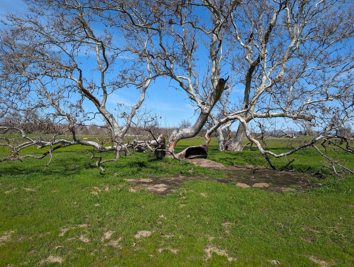 Tree in front of basket 6