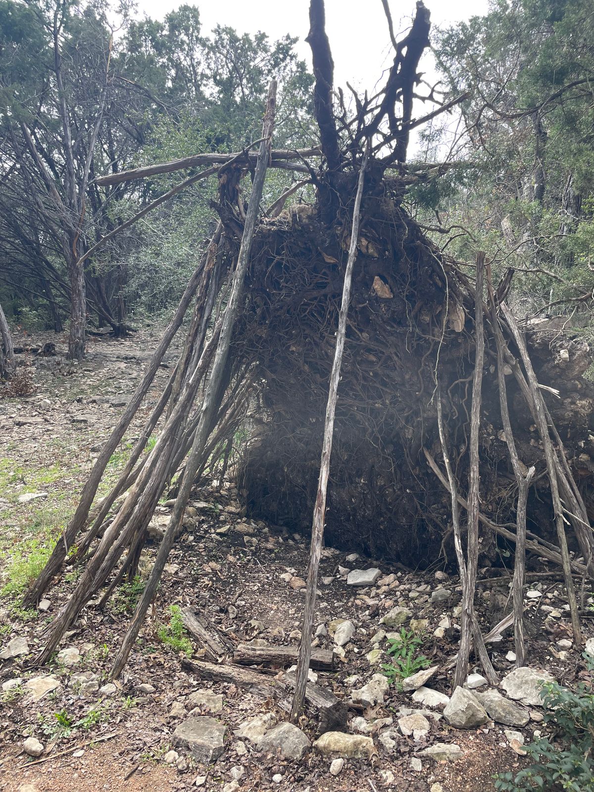 Before Hole 9, heres the bottom of a tree that looks like a tree hut.