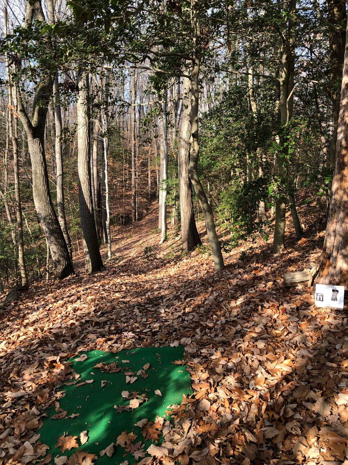 Hole 11 tee