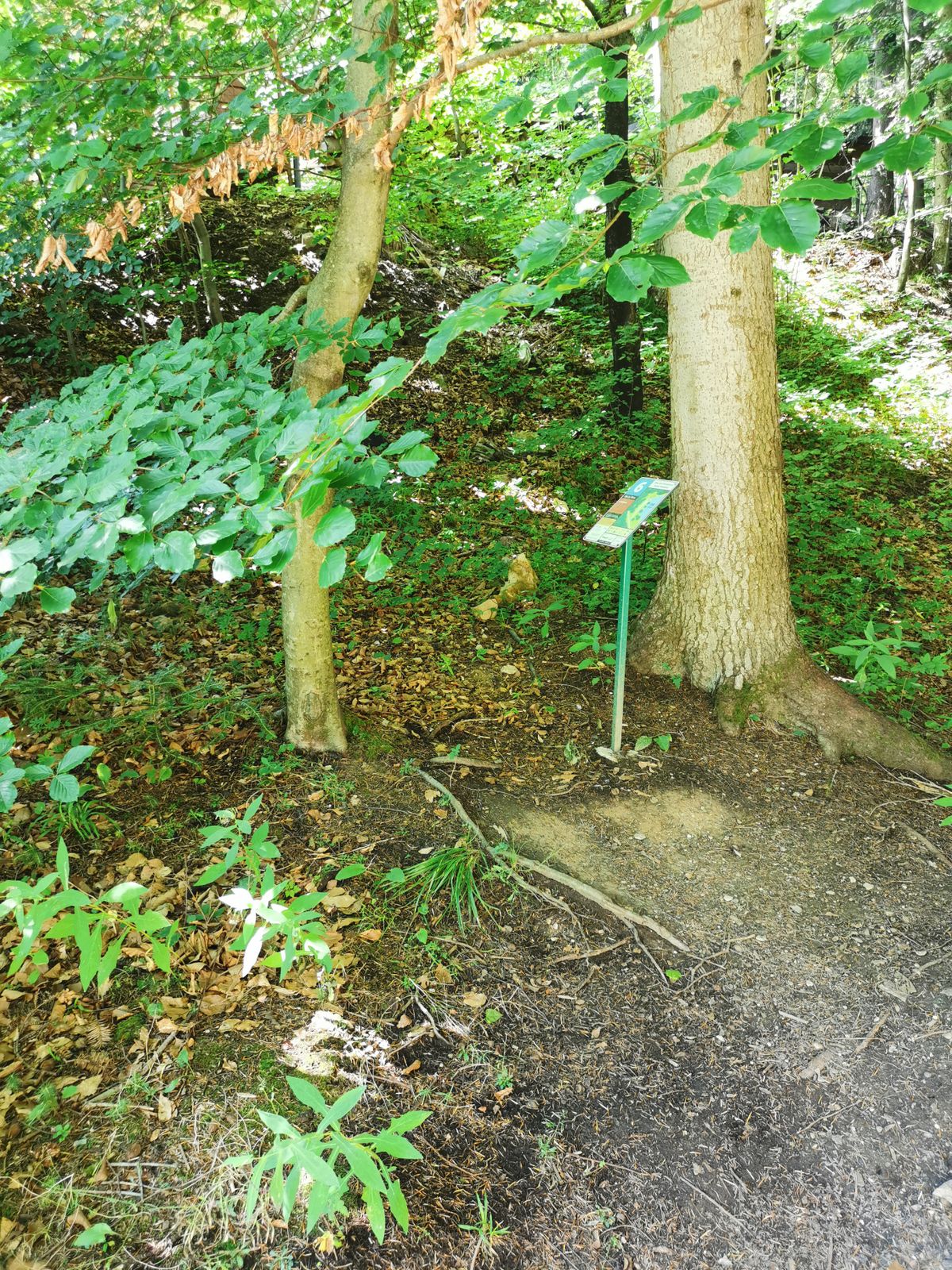 Hole 7 not tree at the tee.. No basket found. Not playable.