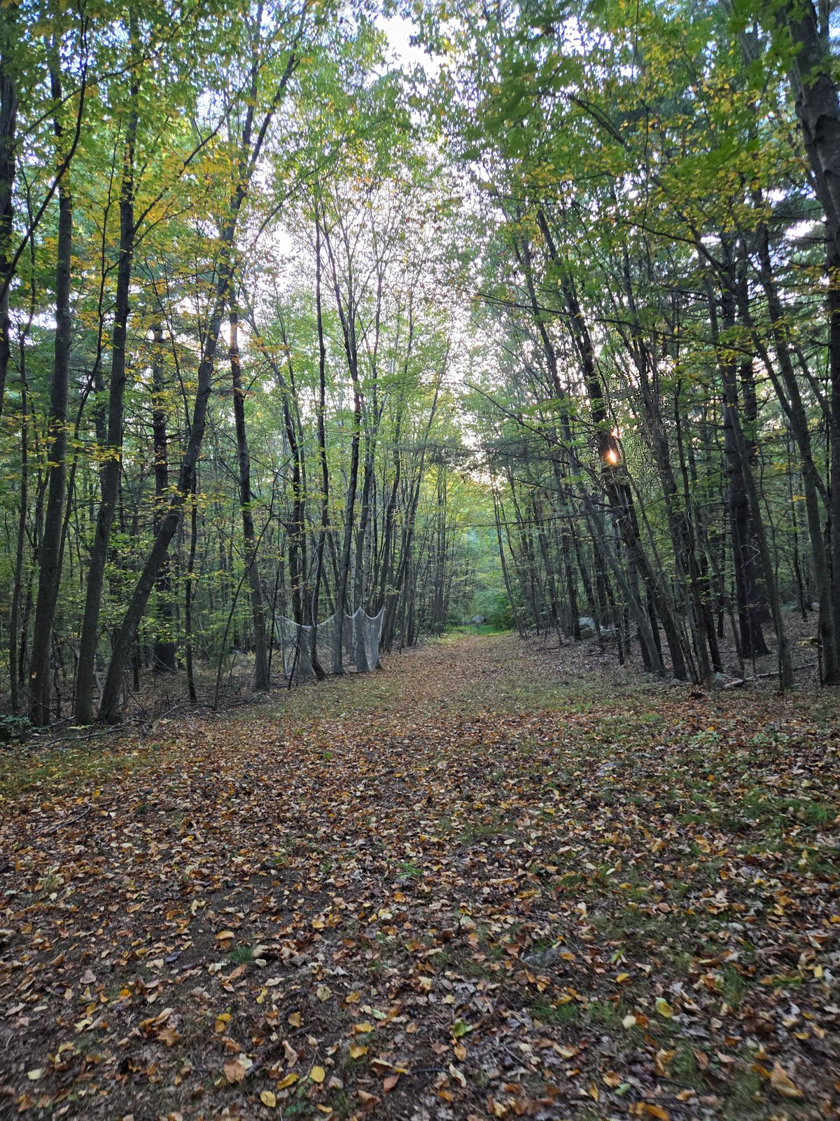 Hole 15- Temp course