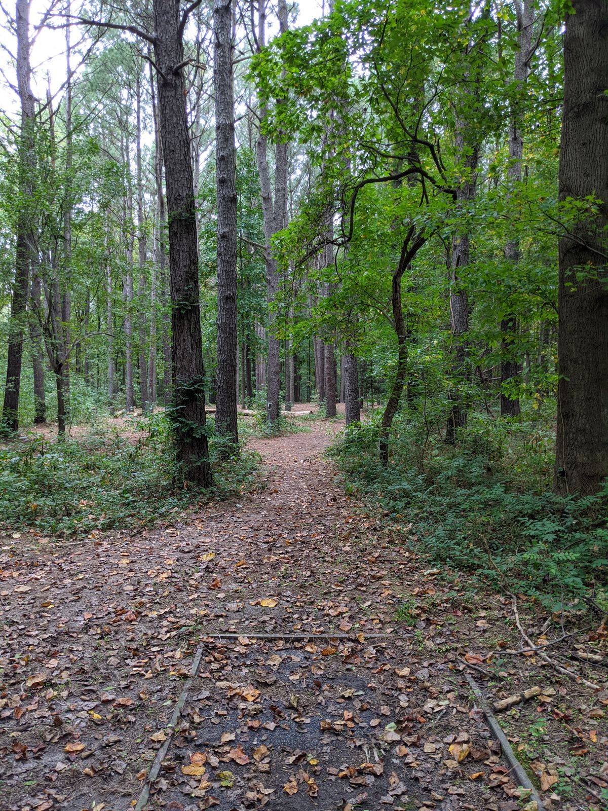 Hole 16 blue tees