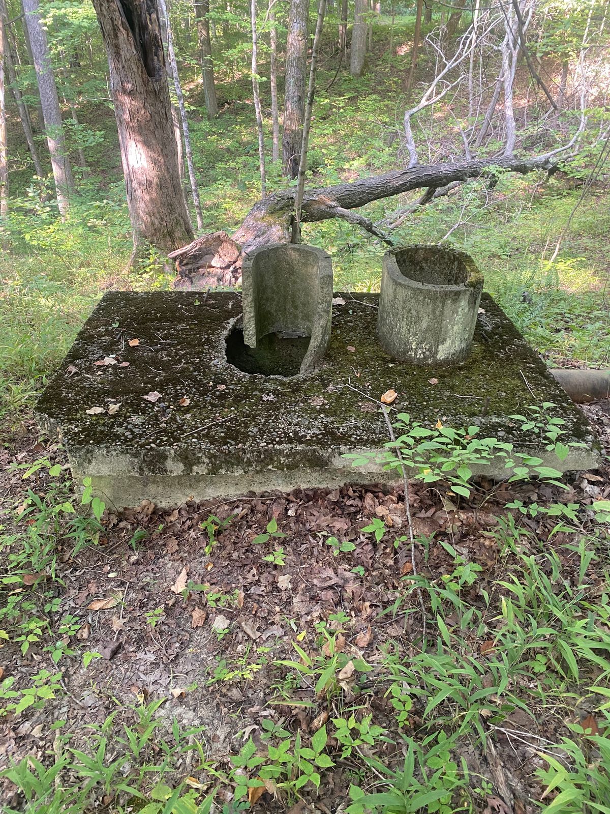 Old outhouse hole 10.