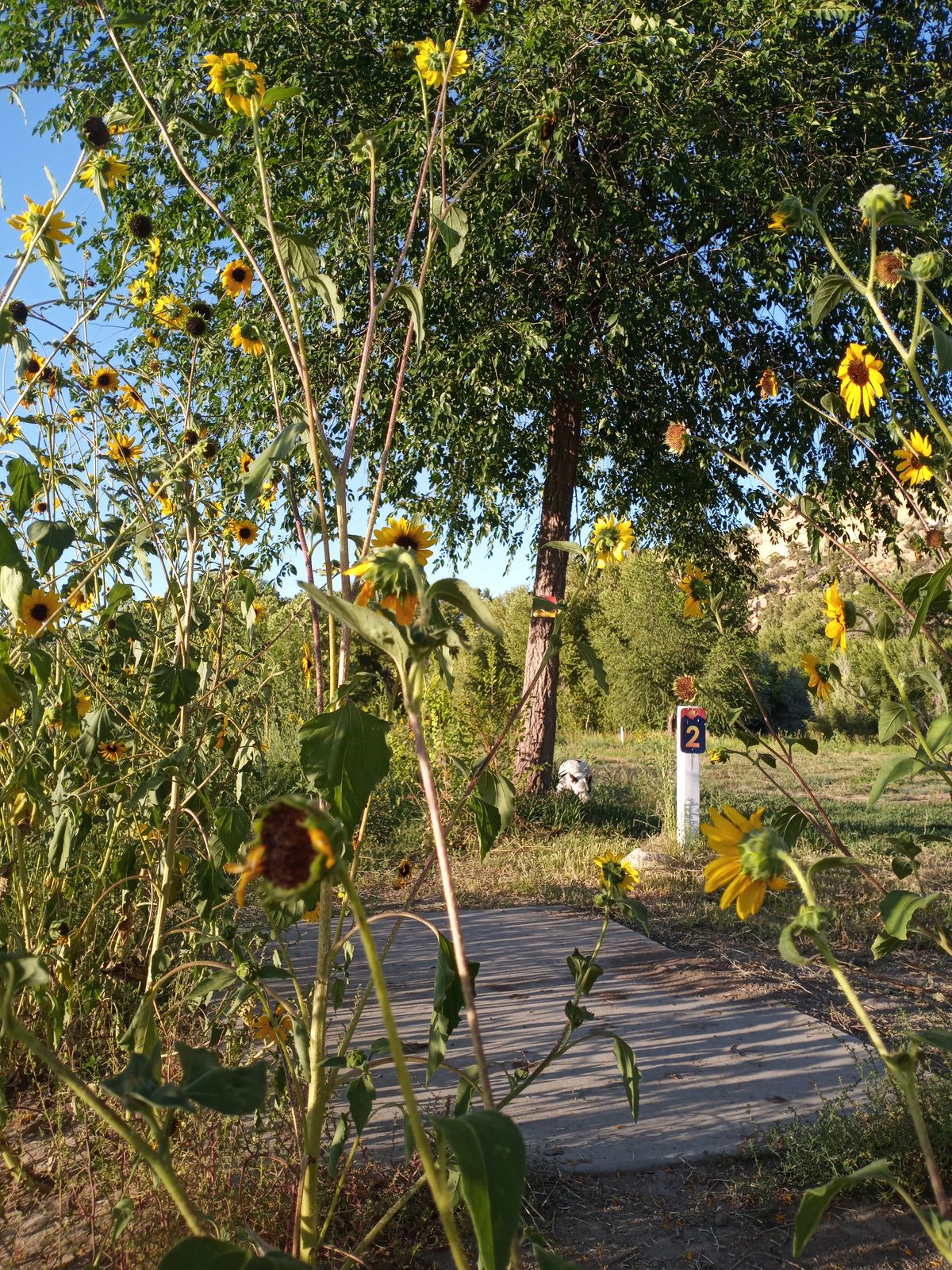 Sunflowers lining the teepad for hole 2