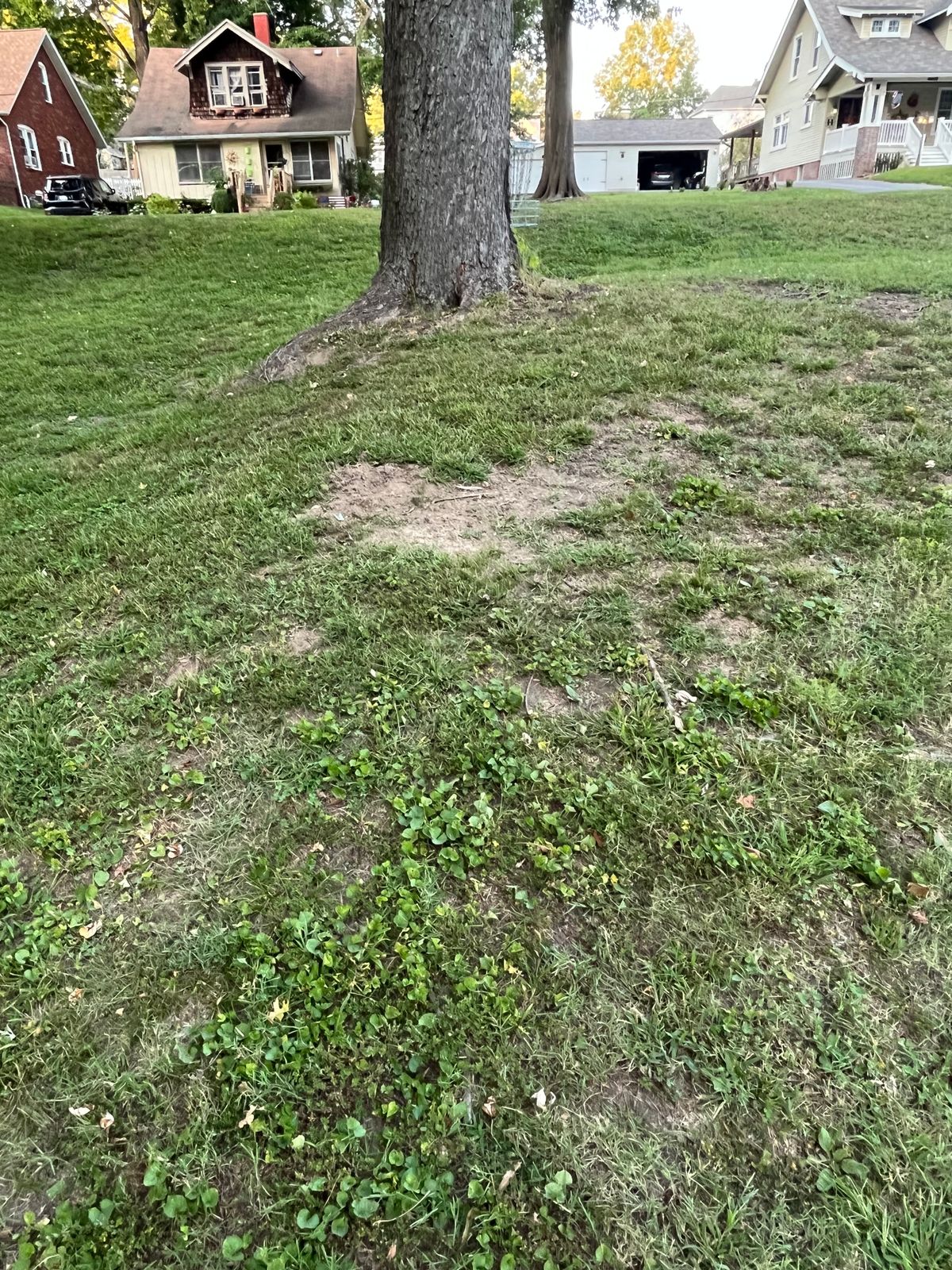 3 basket behind tree
