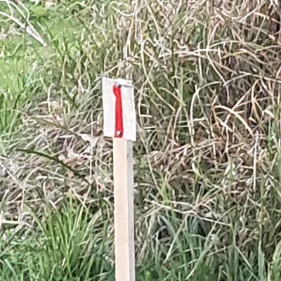 Some temporary marker have been set by missing tee pads (according to udisc locations)
