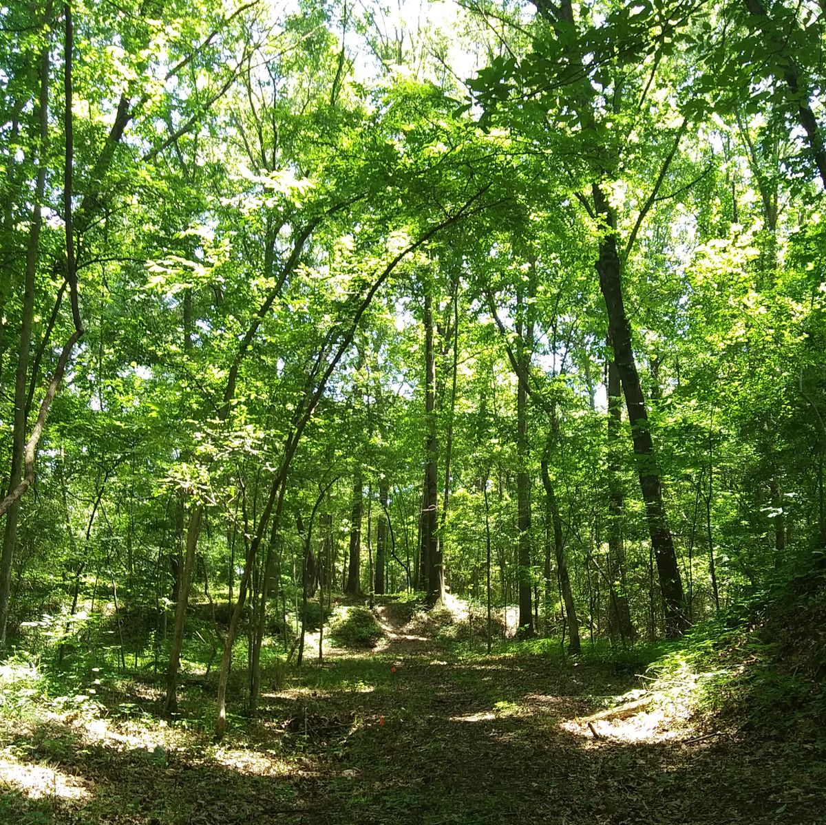 The view of the basket from hole 15's landing zone right-hand bend. The basket is about 25 ft past an 8 ft uphill bank and well-guarded.