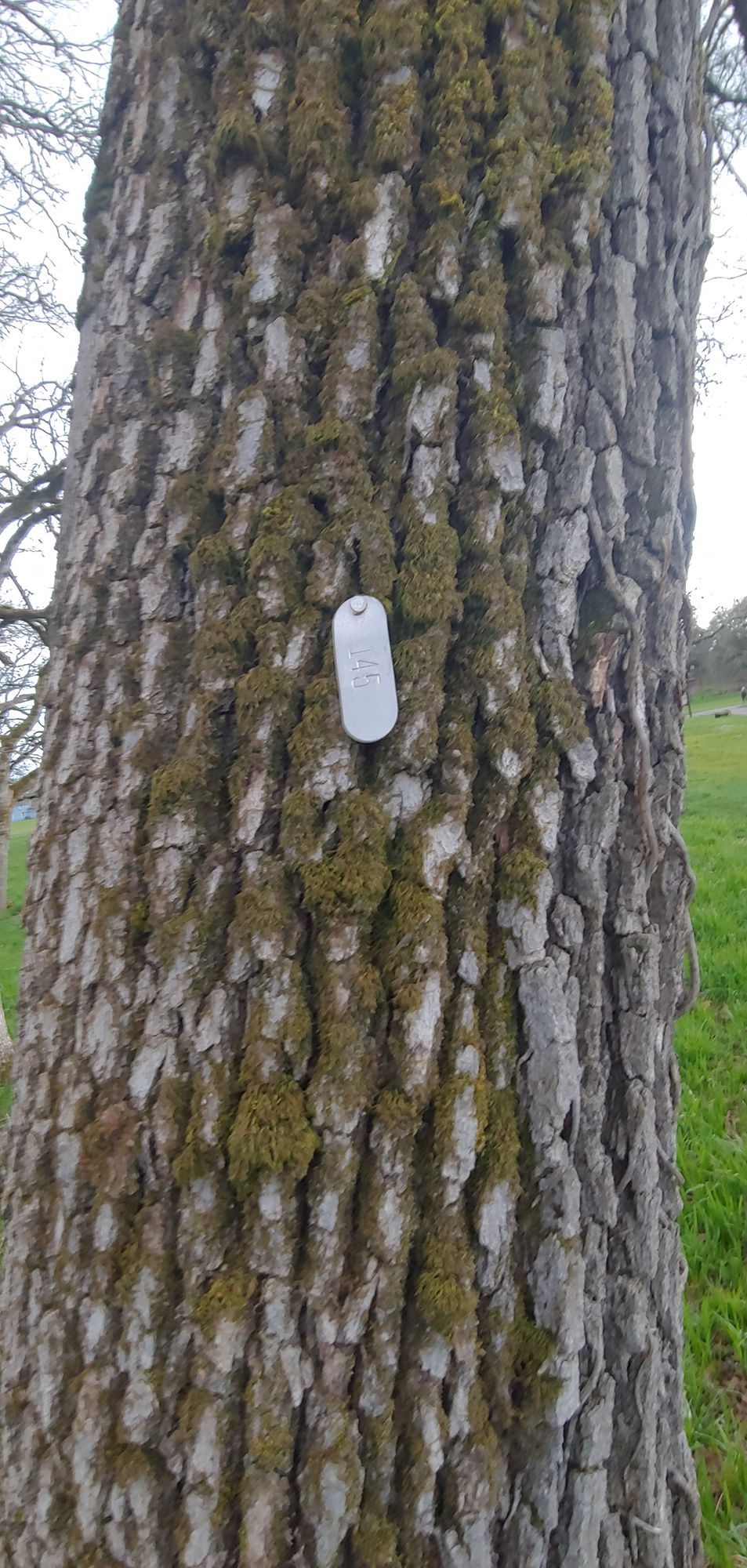 Hole 16 (Tree 145)