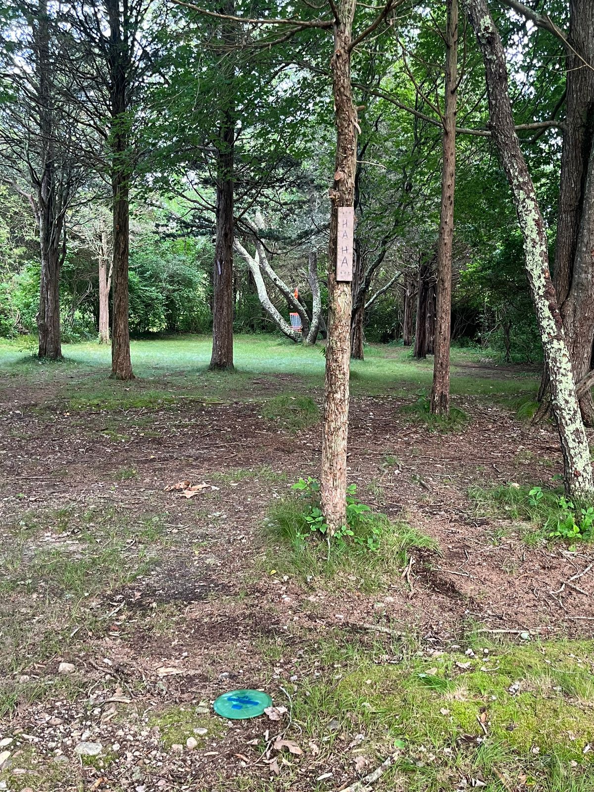 The trees laugh at us.