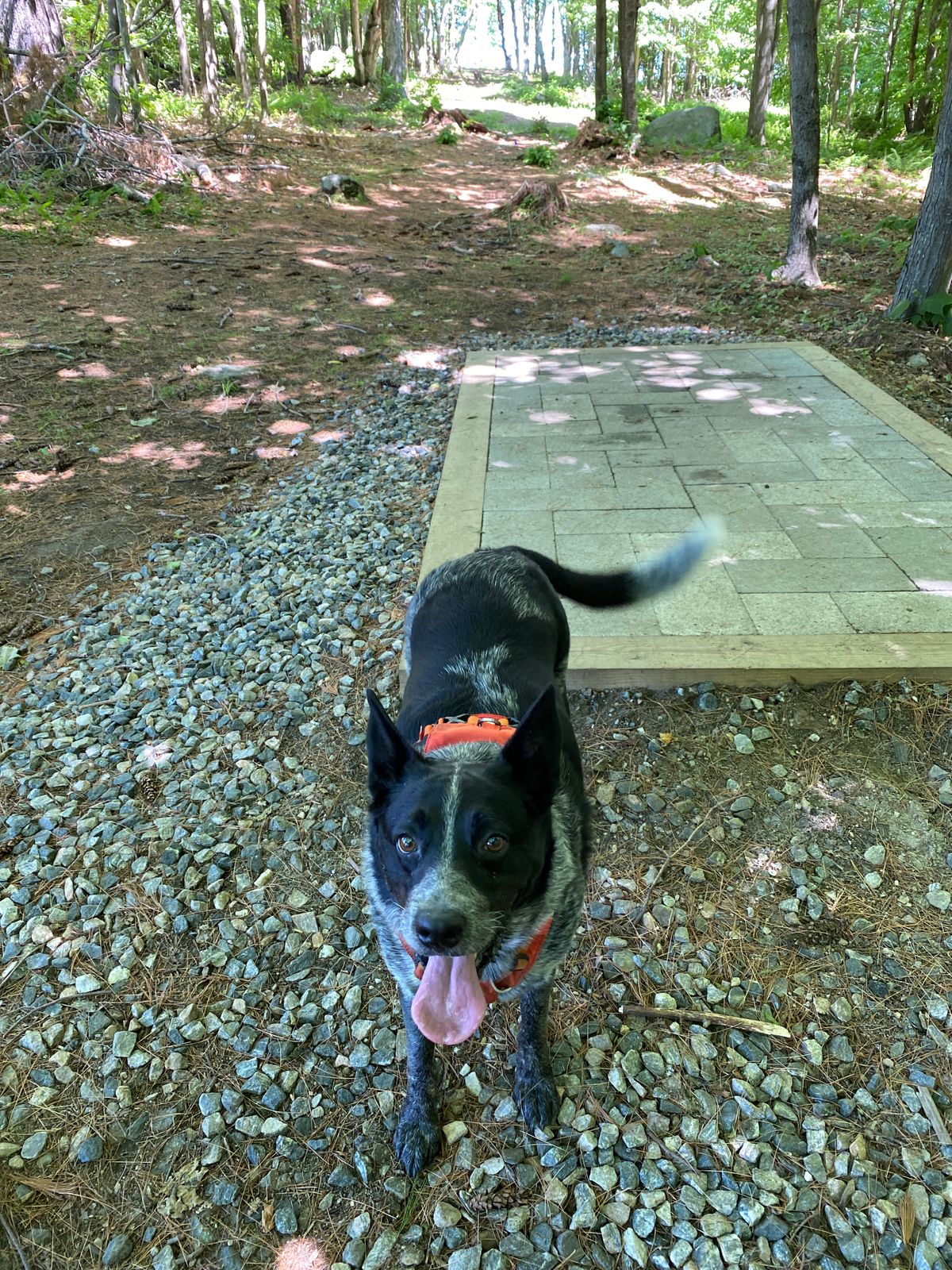 Geno the discfindingdog!