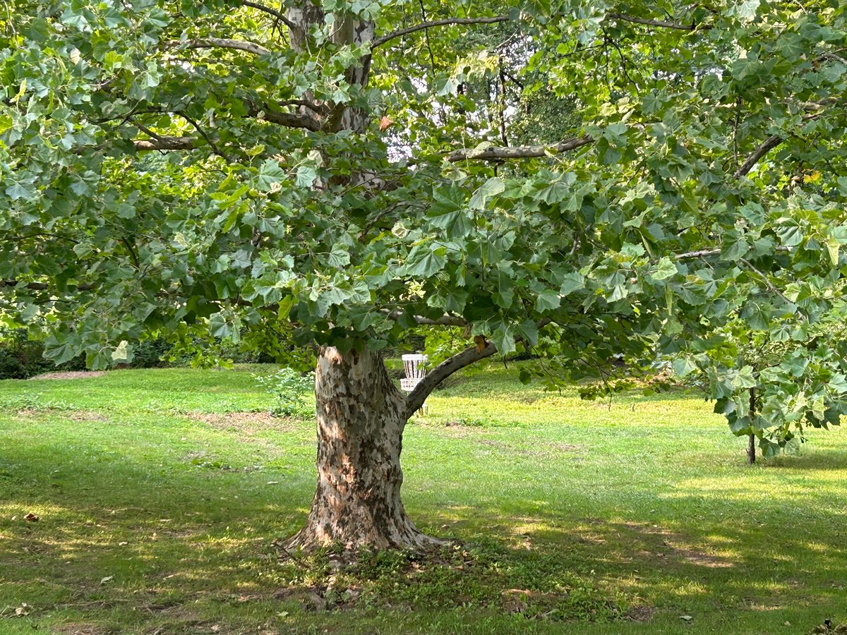 Beautiful Sycamore guarding 8’s basket.