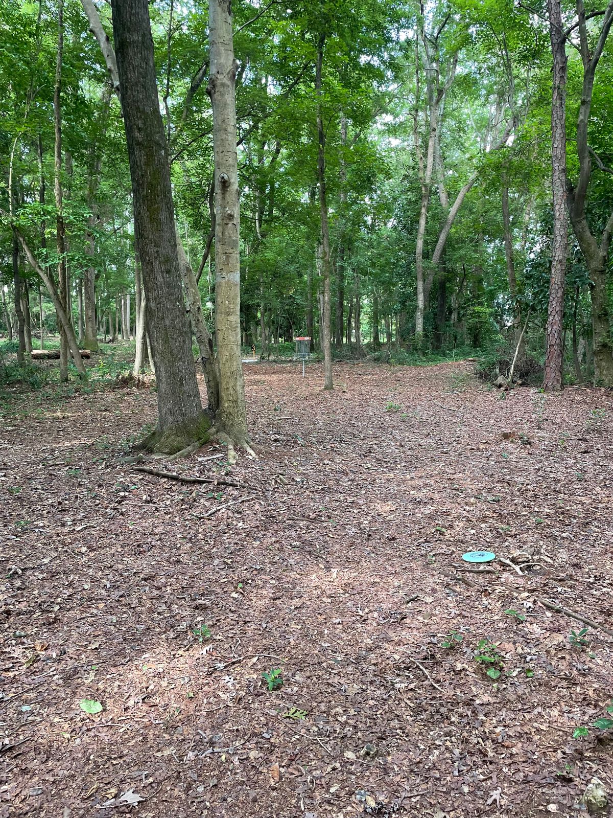 Hole# 2 approach to the basket 