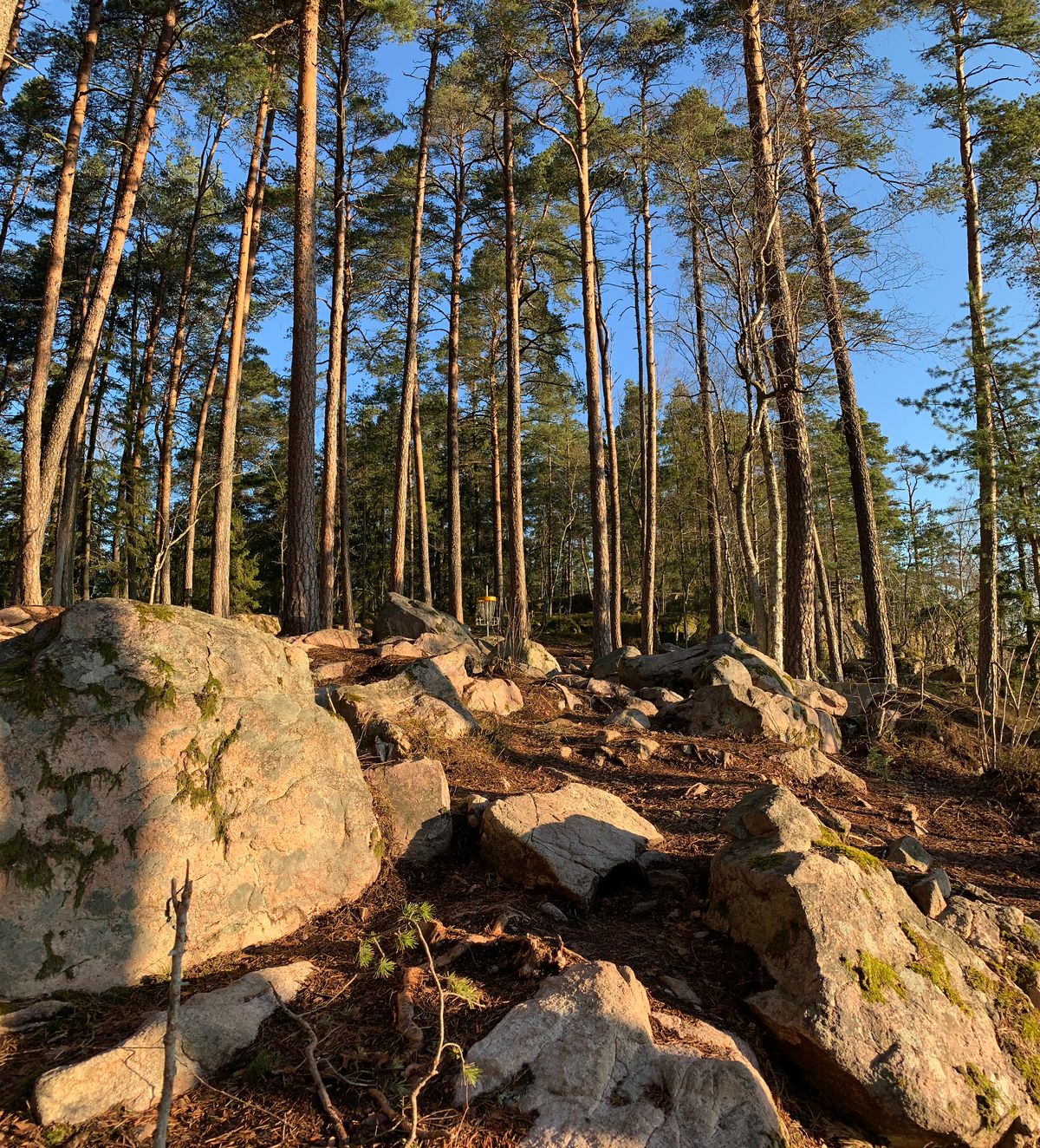 Halvvägs till korgen på hål 1