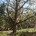 oakbakk