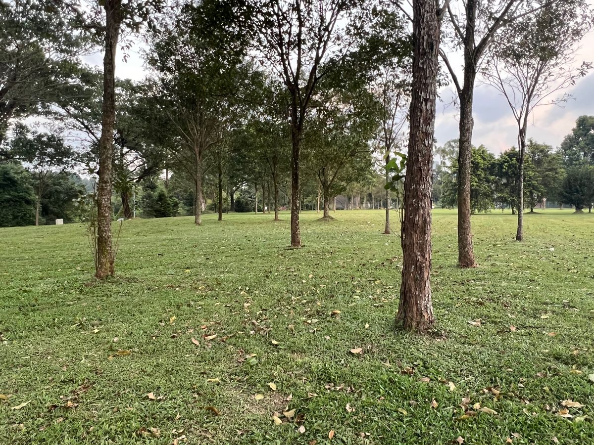 Guardian trees surround the green for Hole 17