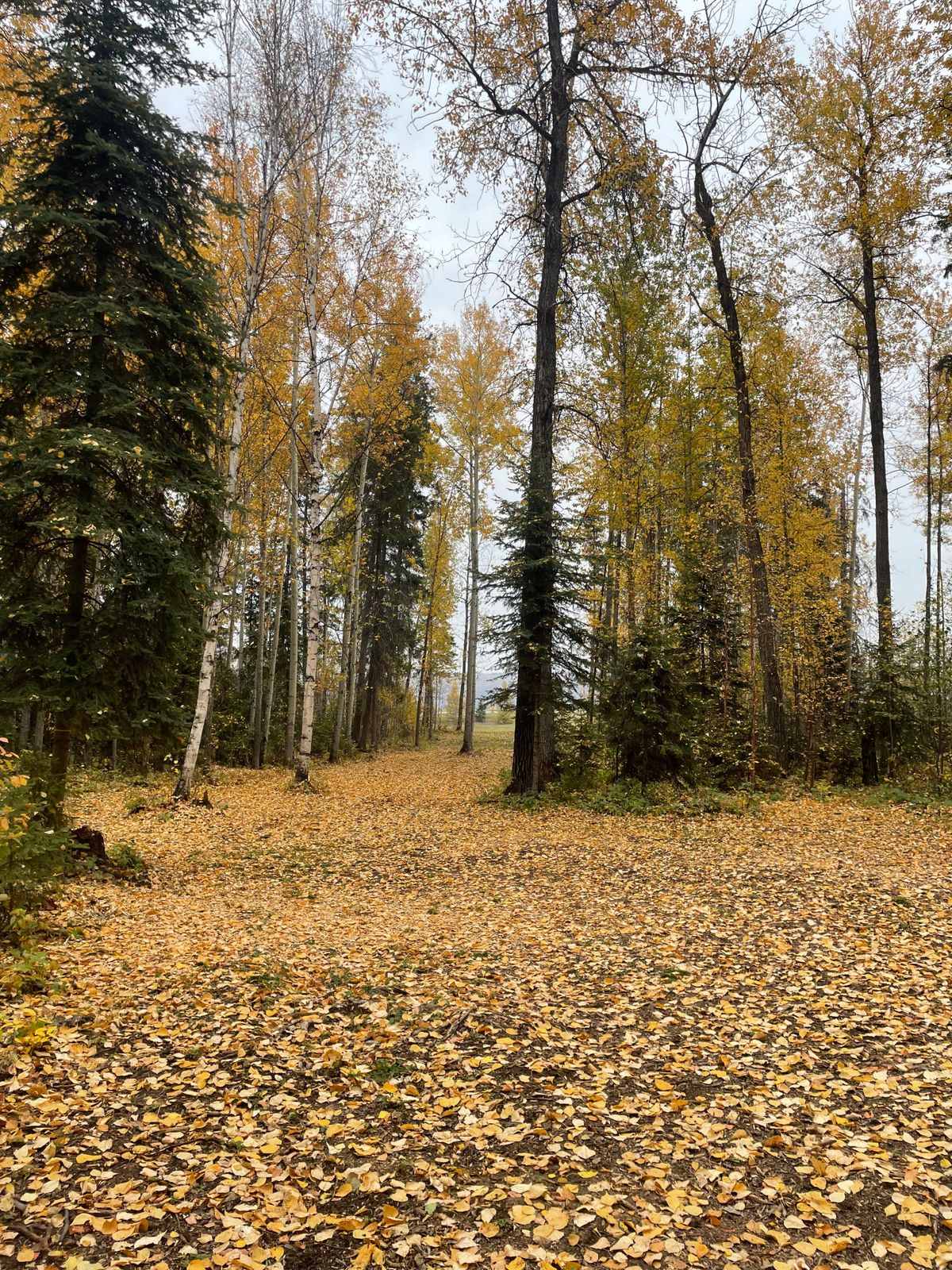 looking back to the tee pad