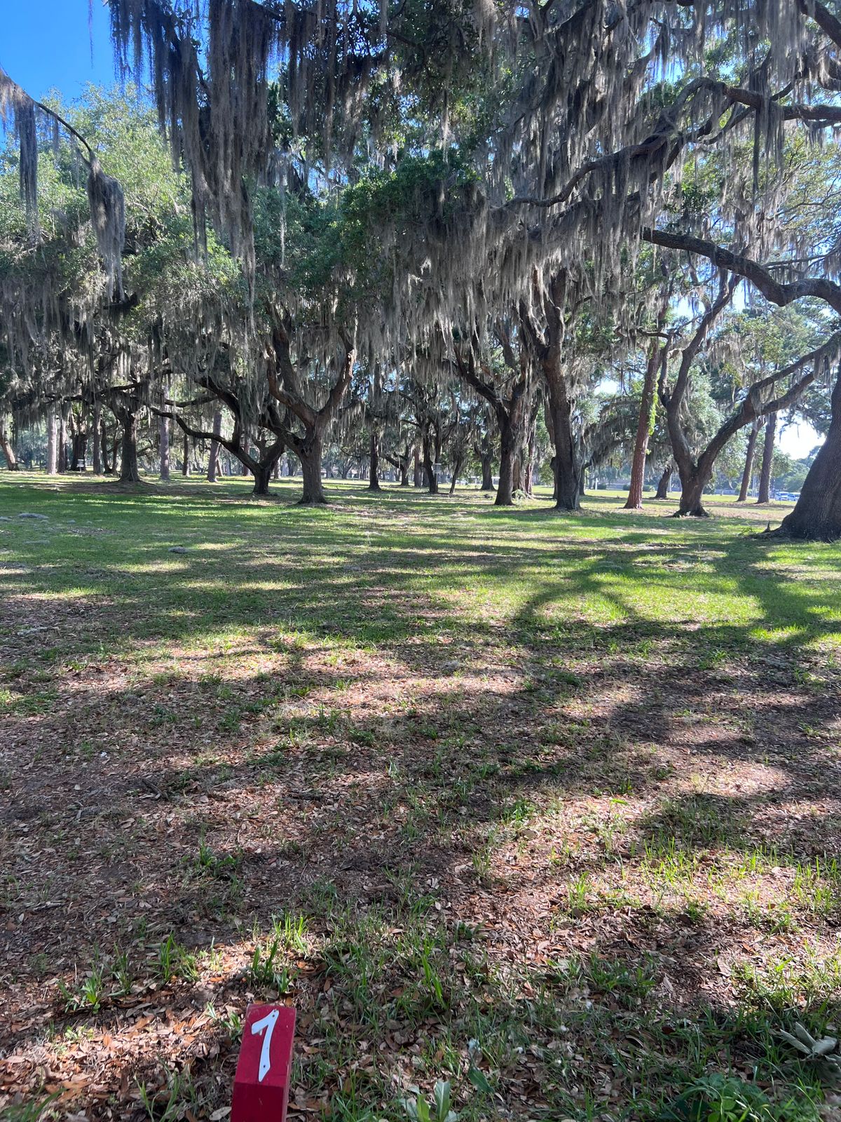 Red 7 tee, looking at basket.