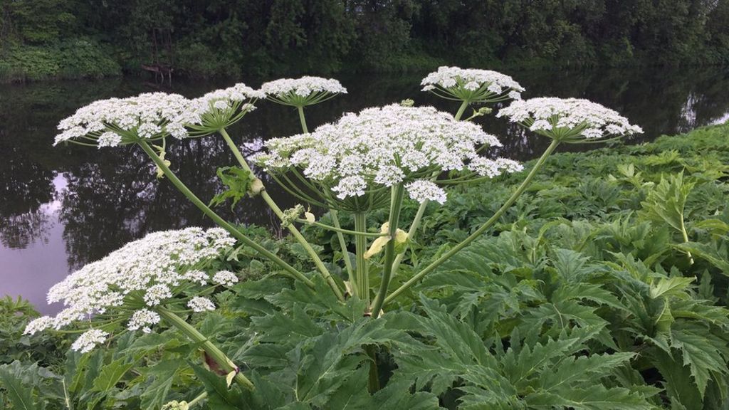 Look out for giant Hogweed...causes blisters