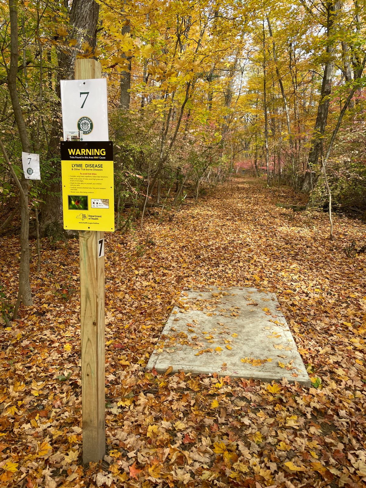 Hole 7 tee