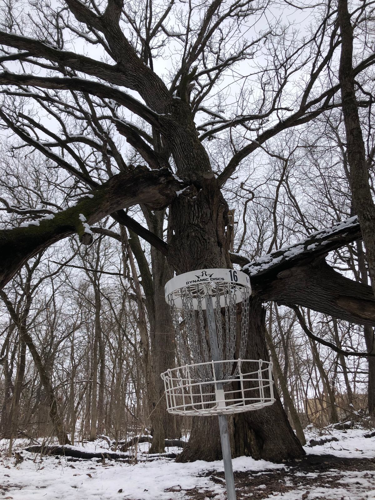 Hole 16. Whomping Tree…