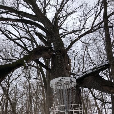 Hole 16. Whomping Tree…