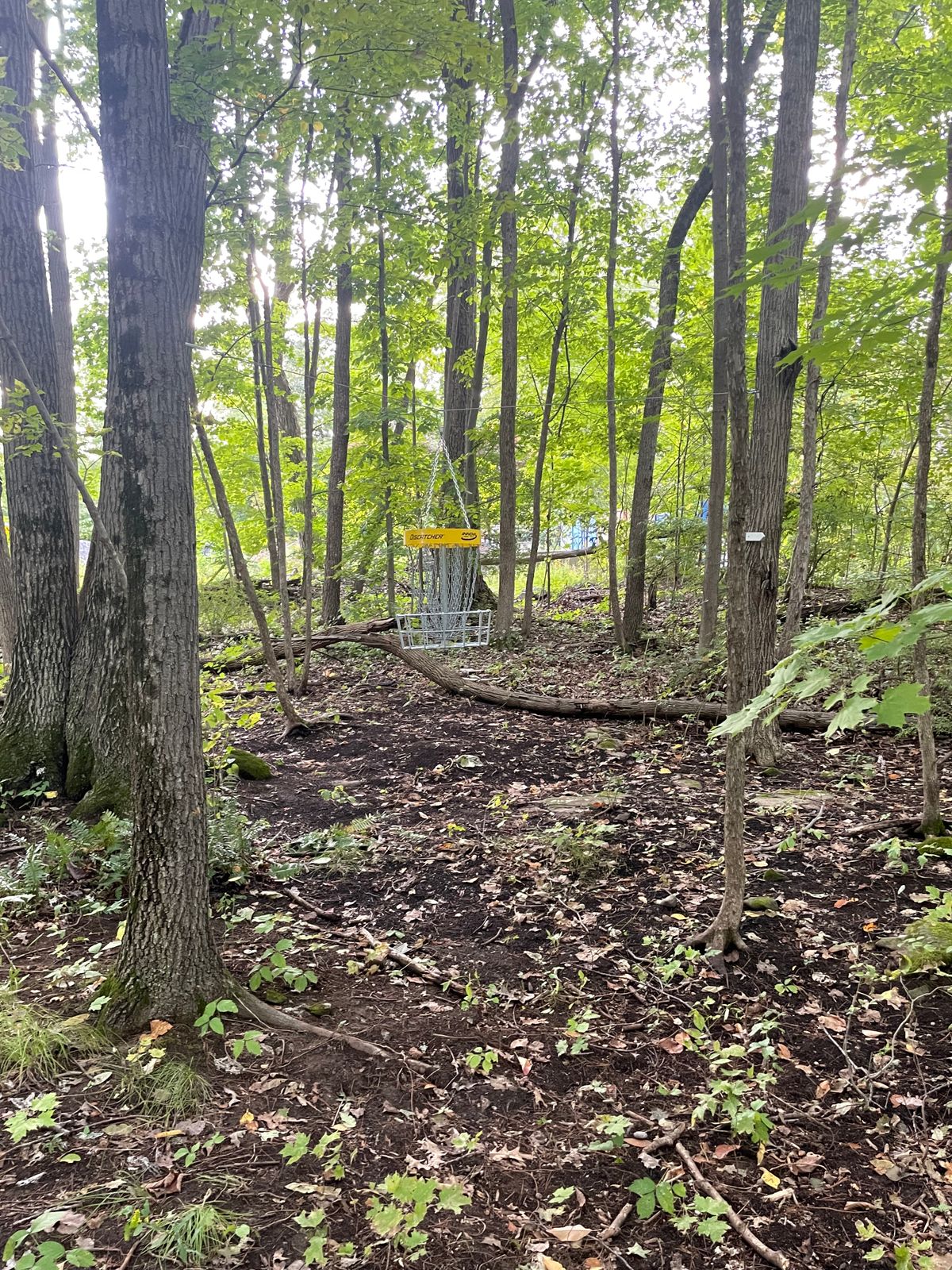 Hole 8 Basket