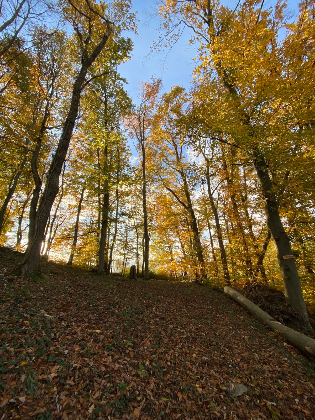Fairway 12 with basket nr.2