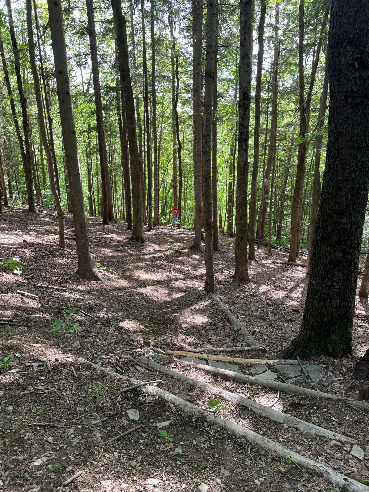 hole 6 green