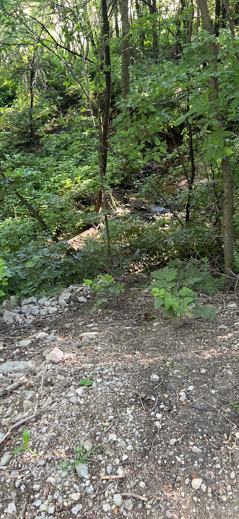 CAUTION - Hole has a very steep drop accompanied by a creek if you plan cut across - June 2024