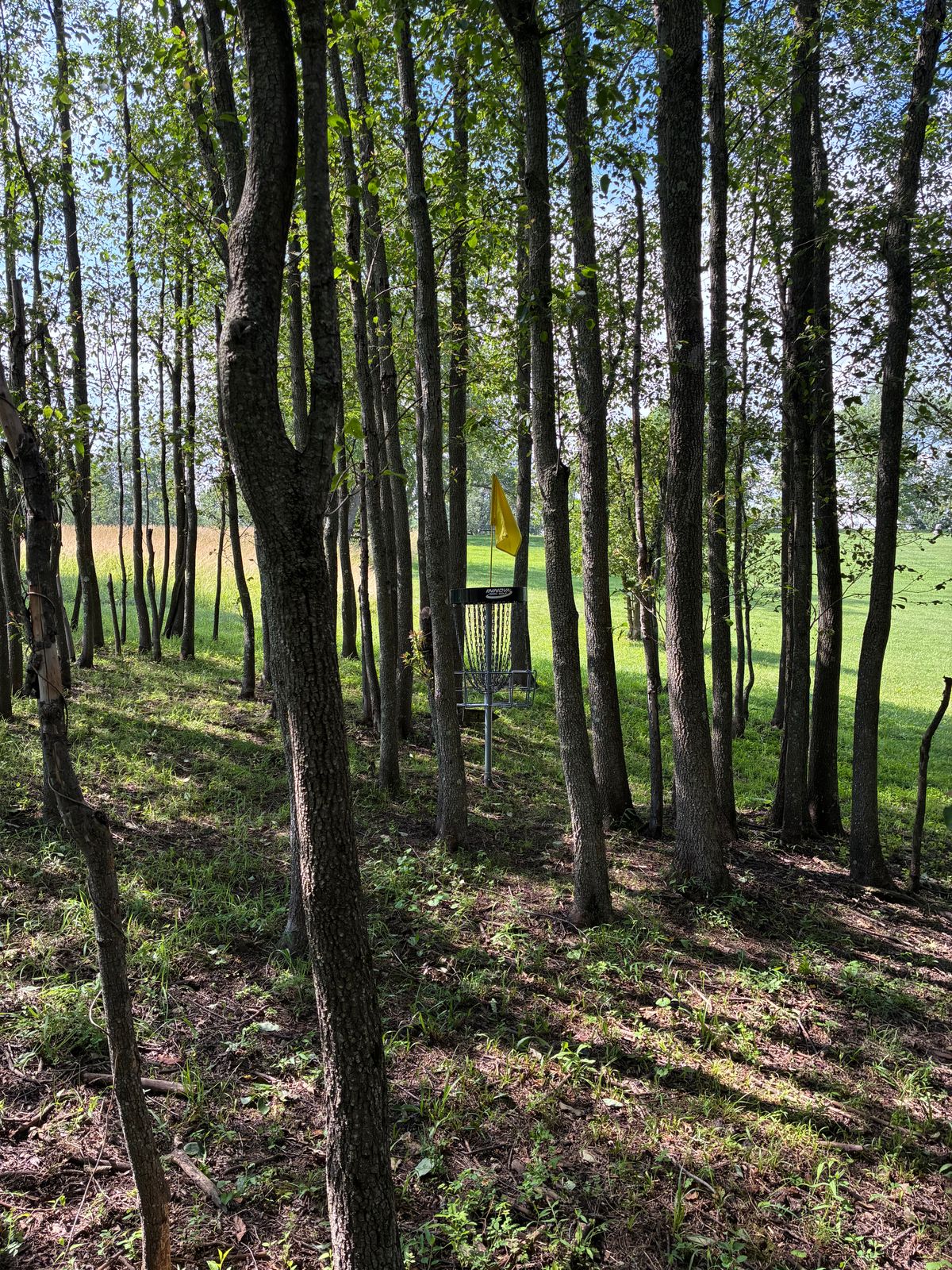#12 basket looking back toward tee box.