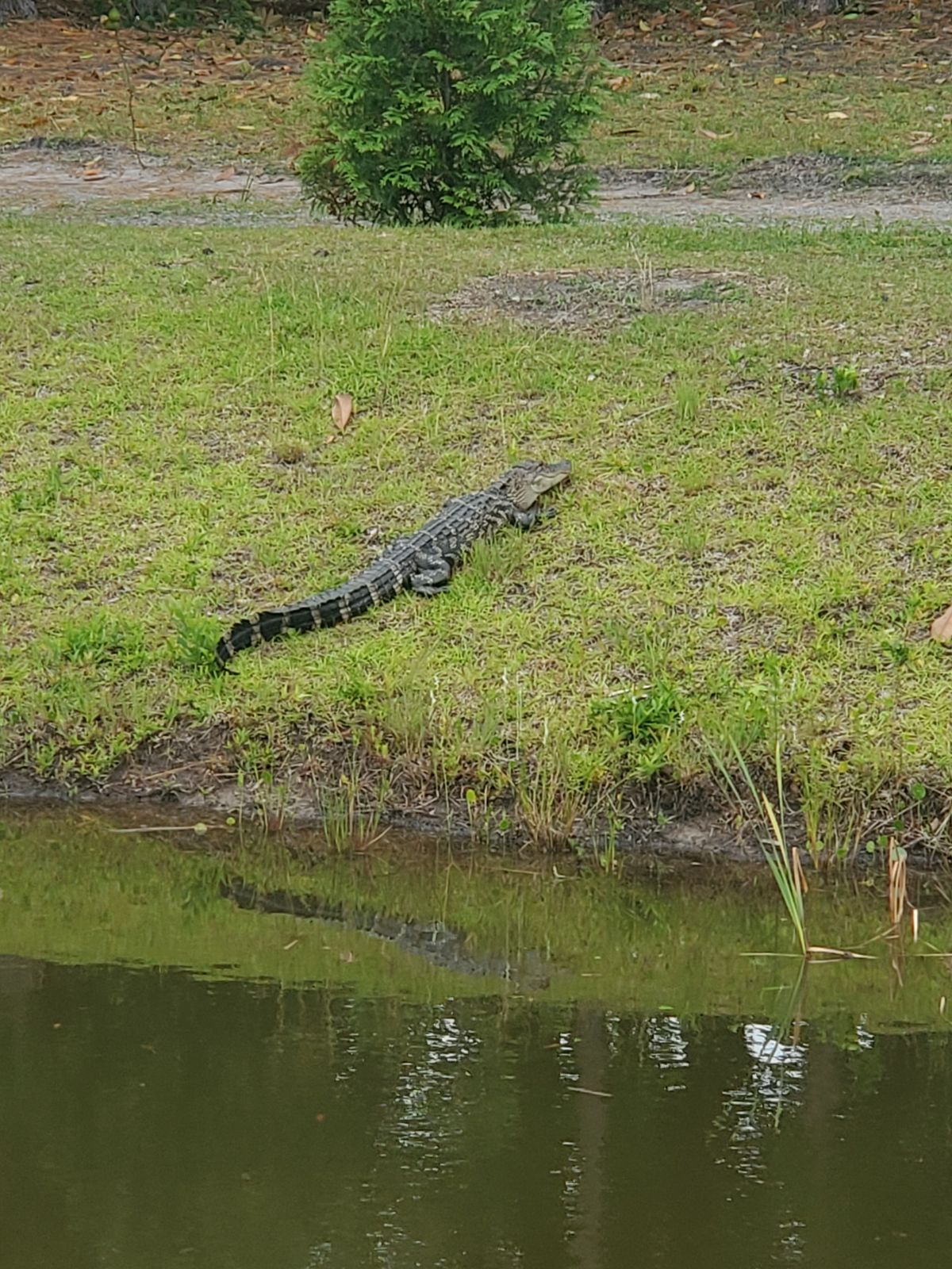 Think twice about going in to retrieve your disc at this water hazard.  It was really cool to see this resting close to tee pad #6.