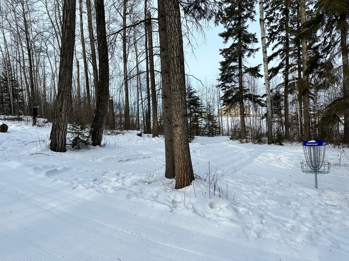 showing guardian trees