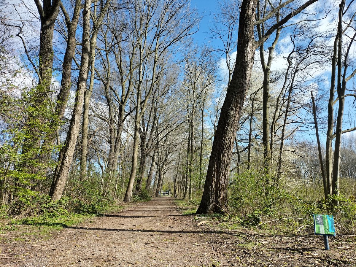 Hole 15: straight shot between the trees. And a bench to rest.