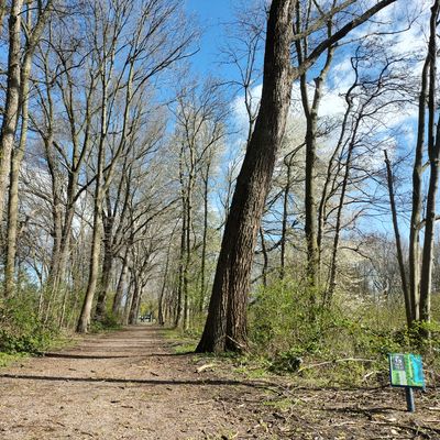 Hole 15: straight shot between the trees. And a bench to rest.
