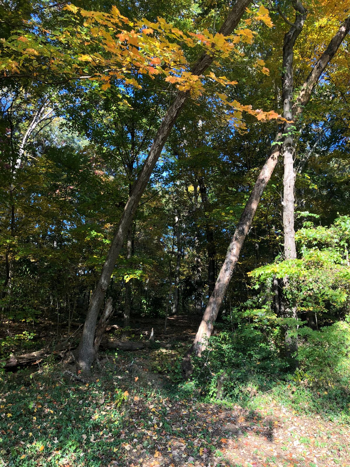 #13 Demon Black Left Fairway. If you can hit this high ceiling around the Big tree on the correct turn from the tee, there is a chance for an eagle.