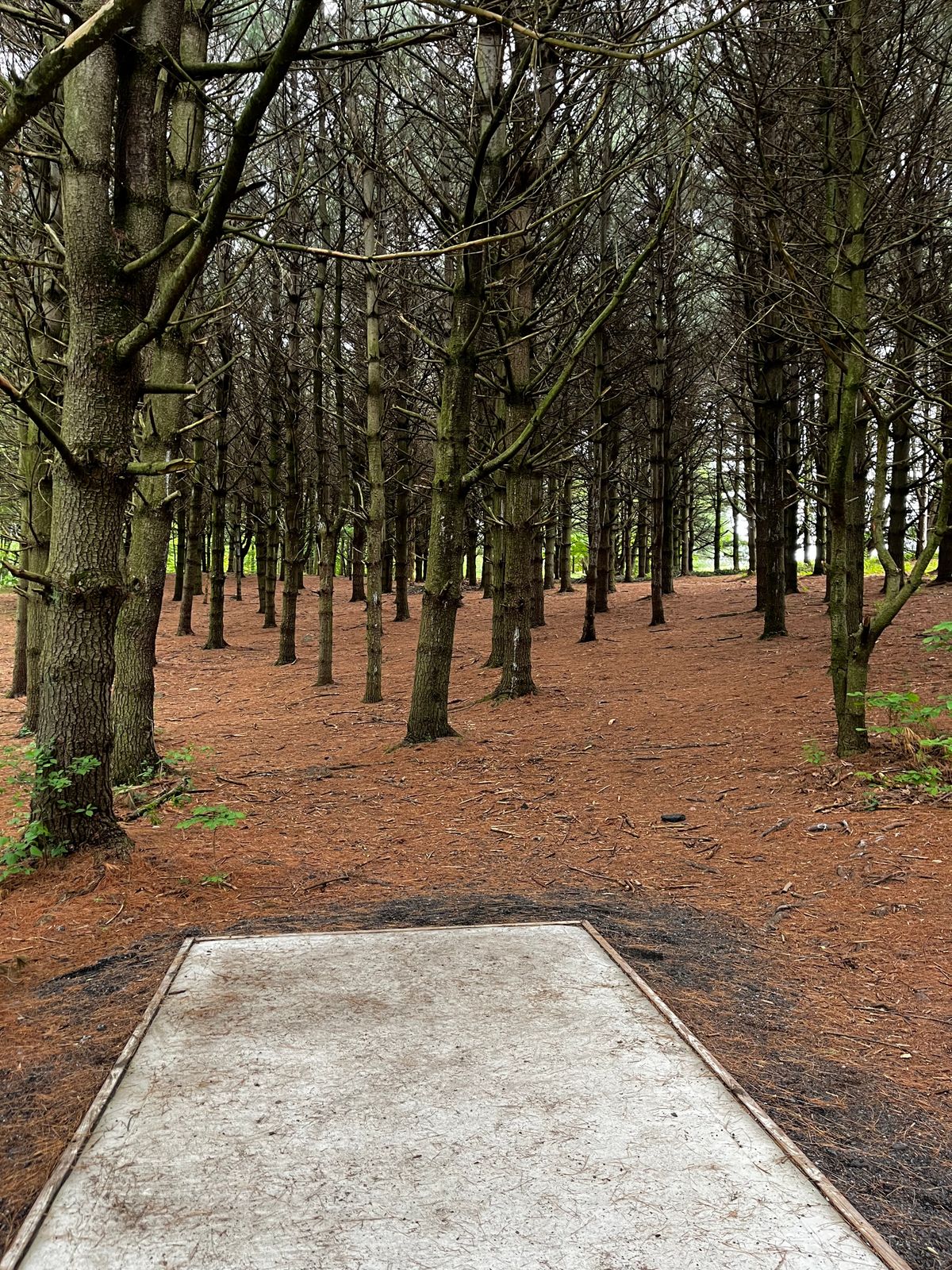 Hole 16 tee