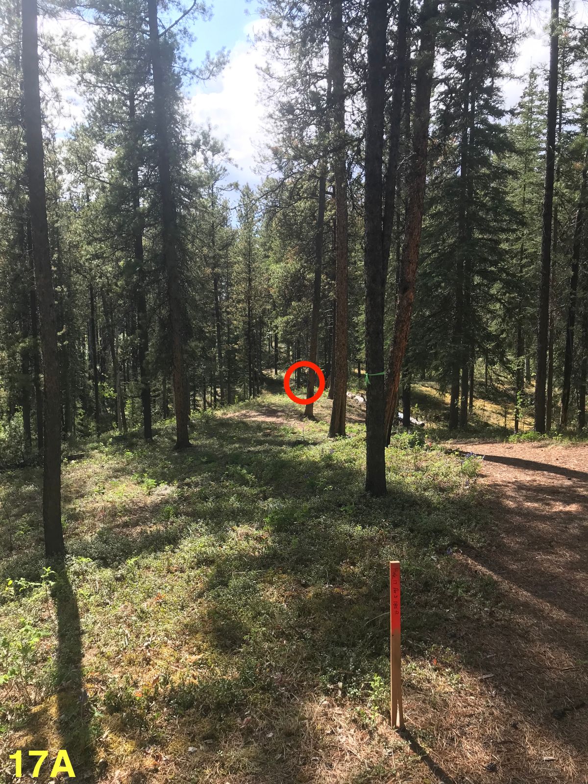 17 - Amateur Tee (Pro singles play this Tee as a par 3)