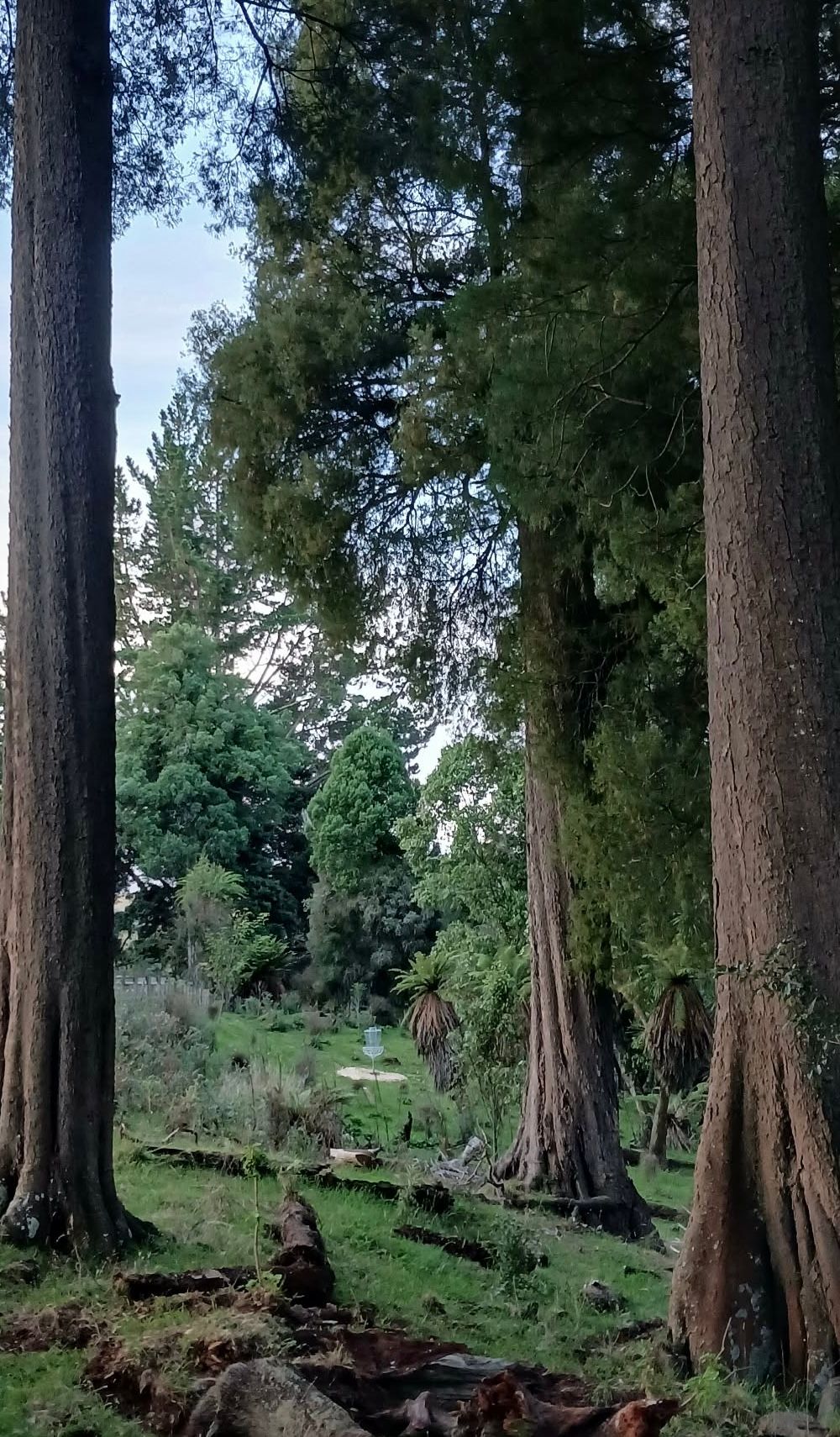 Oh Yeah - Hole 5 - total banger