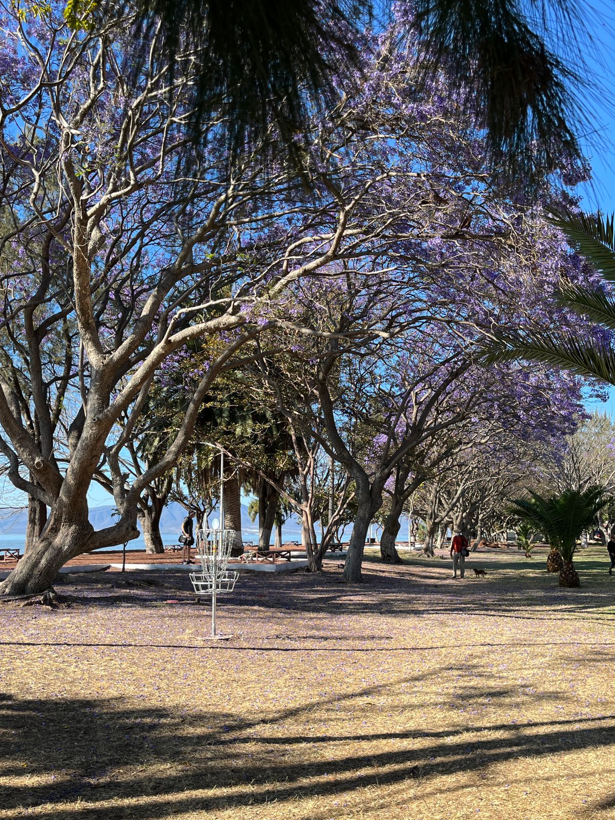 Under the jacarandas