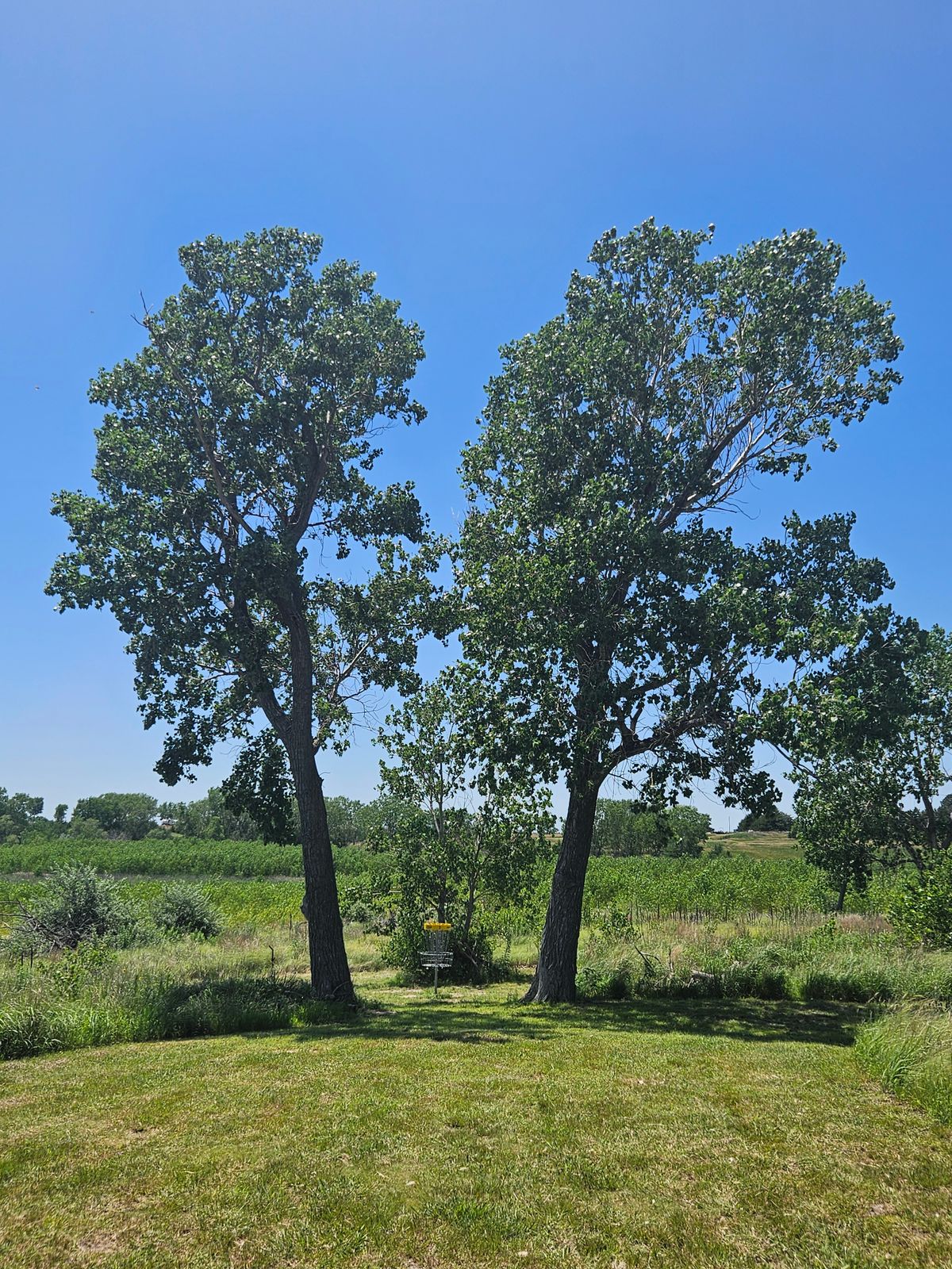Hole 1 - Towering twin cottonwoods make 300ft a little more interesting.