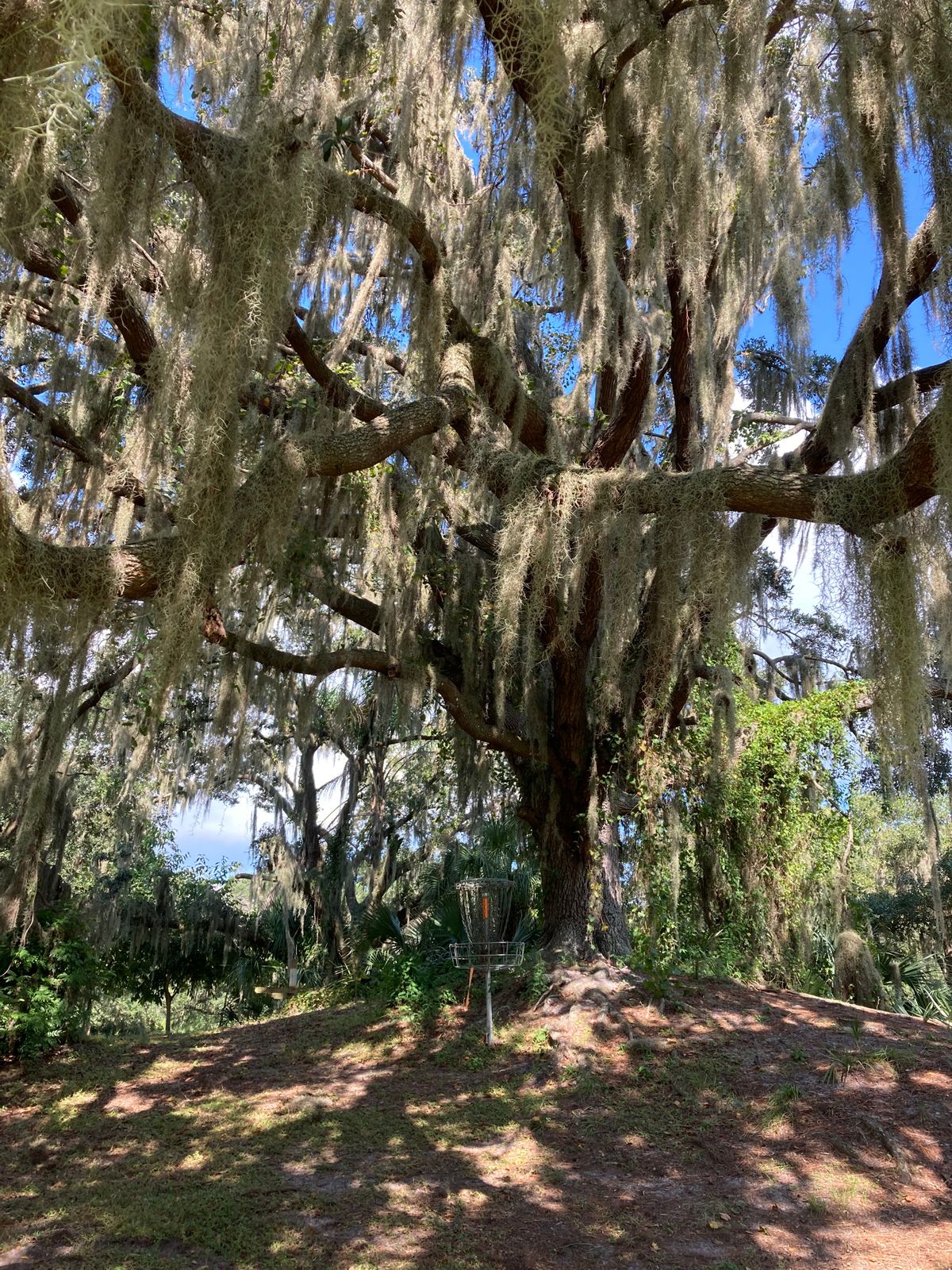 Live Oak tree with spanish moss