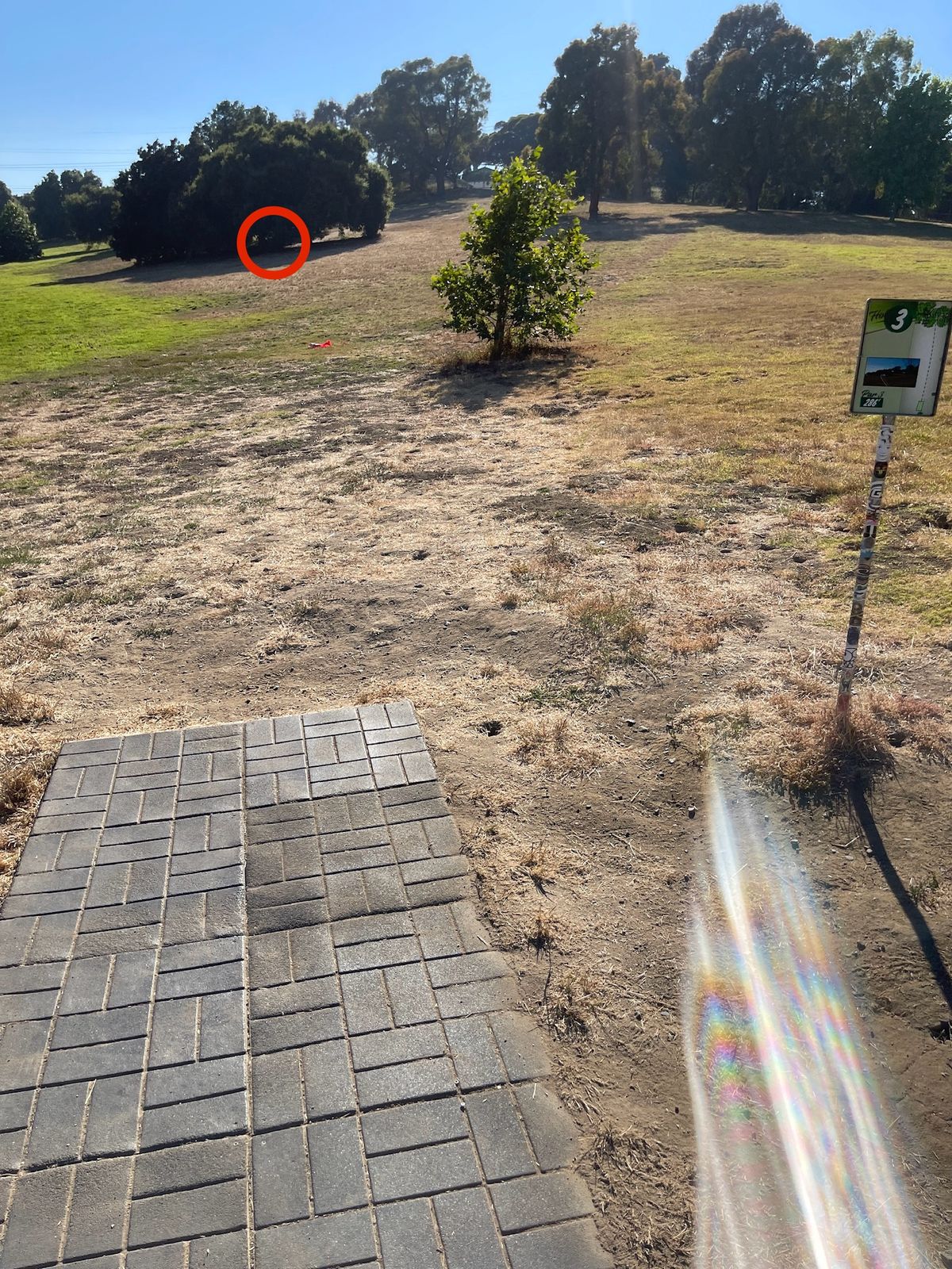 Hole 3 basket barely visible, under (inside) tree.