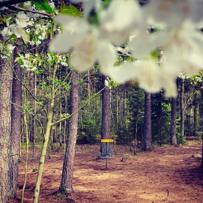 Hole 2 in spring bloom